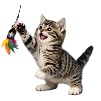 Pets at play during boarding