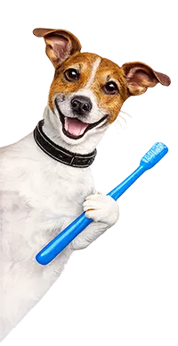 Pet toothbrush illustration