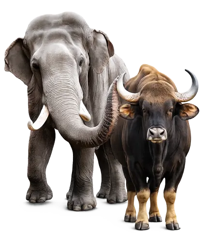 Elephant care and wildlife veterinary work